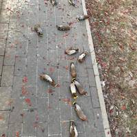 У Чернігові знайшли мертвими 14 птахів: чи могло оп‘яніння бути причиною?