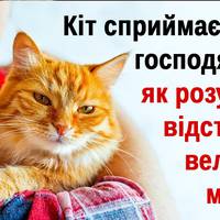 11 наукових пояснень, чому ми живемо на умовах котів. А не навпаки