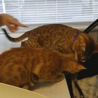 Кішка захотіла врятувати свого товариша з ветеринарної клініки (відео)
