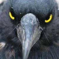 Агресивні ворони почали нападати на людей в Україні, пробивають голови: як себе вести, щоб вціліти