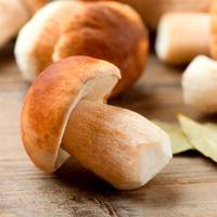 8 цілющих грибів, що володіють потужним протираковим ефектом