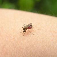 Як позбутися сверблячки після укусу комара: 6 простих порад