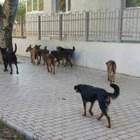 Ми крuчали, але люди розбігалися, як таргани! На допомогу дітям прийшли бродячі собаки