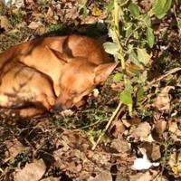 У Запоріжжі собаку вигнали на вулицю, так як господарям не дали субсидію!