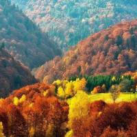 Золота осінь у Карпатах: 5 найкращих маршрутів буковими лісами