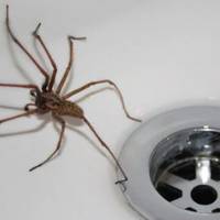 Чому не можна вбuвaти домашніх павуків: 13 причин ніколи цього не робити