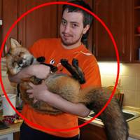 Хлопець купив лисицю на хутряній фермі, щоб врятувати від загибелі, і ось яка вона стала (фото)