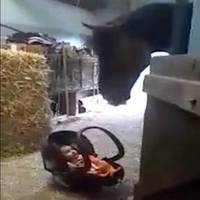 Мама буквально на секунду залишила свого пятимісячного малюка в стайні. Те, що зробив кінь коли дитина розплакалася – потрібно бачити!