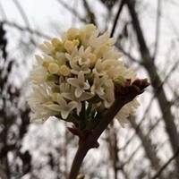 Природа не здається: У Херсоні зацвів бузок (фотофакт)
