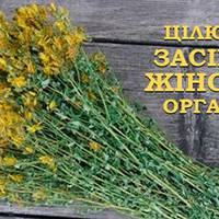 Підлікує організм та позбавить від депресії! Ця рослина містить безліч корисних речовин!