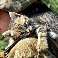 Українські військові показали своїх котиків (супер підбірка фото)