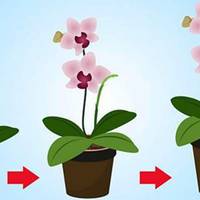 9 правил, щоб орхідея цвіла цілий рік і тішила вас шикарними квітами