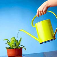 Як правильно поливати кімнатні рослини: корисні поради