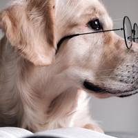 Найрозумніші собаки у світі: 10 порід з високим інтелектом