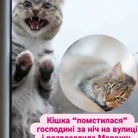 Кішка “помстилася” господині за ніч на вулиці і розвеселила Мережу