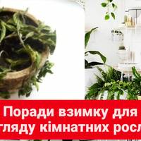 Поради взимку для догляду за кімнатними рослинами.