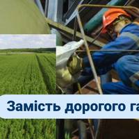 Українська компанія вже 16 років вирощує на Волині найбільші в Європі плантації енергетичної верби.