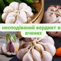 Чи отруйний пророслий часник?🧄