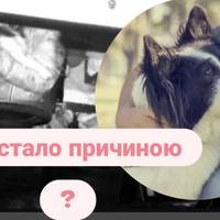 У Британії чоловіка покарають за обійми з собакою