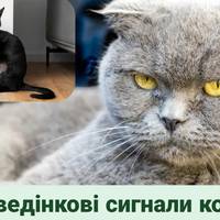 Ваш кіт ображений, а ви не помічаєте: сигнали, які всі ігнорують